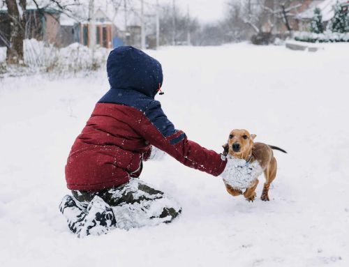 Are Calcium Chloride Pellets Safe for Pets? Find Out Here